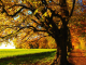 herfst4
