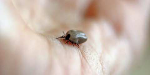 teek ziekte lyme