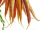 Moestuintips voor wortels