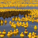 Gespot: Do the Duckface