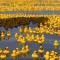 Gespot: Do the Duckface