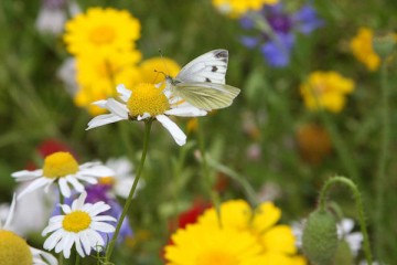 Meer dieren in je tuin?