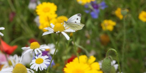 Meer dieren in je tuin?