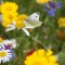 Dieren in je tuin of toch asfalteren?