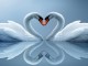 Swans love