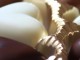 chocola